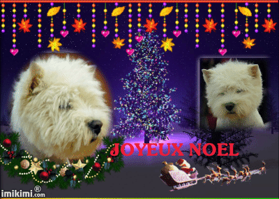 noel 2