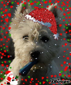 noel